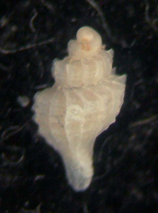 trophonopsis barvicensis?